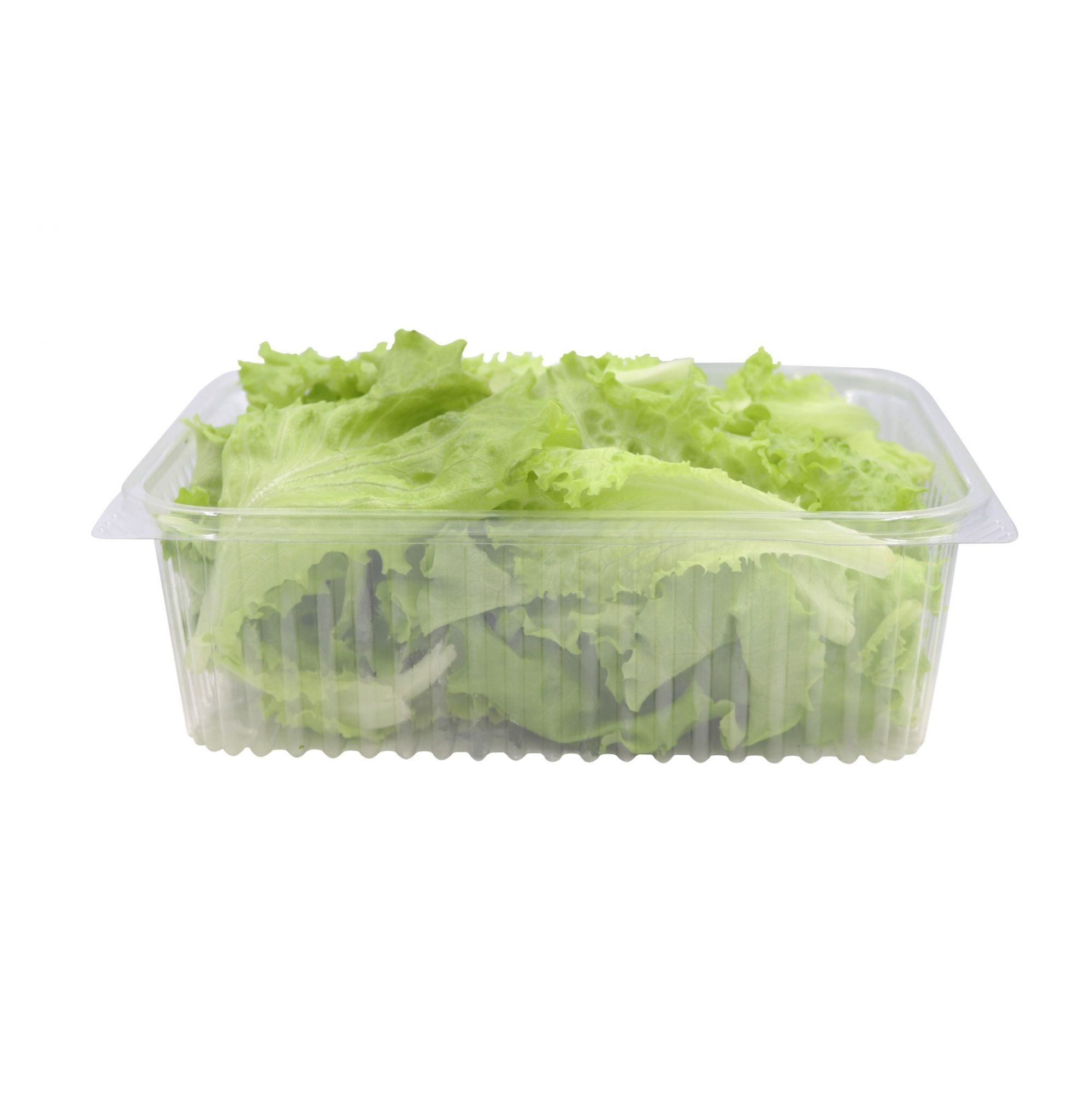 Green Batavia Lettuce 100gm , Pack of - 3 by Rootz Organics