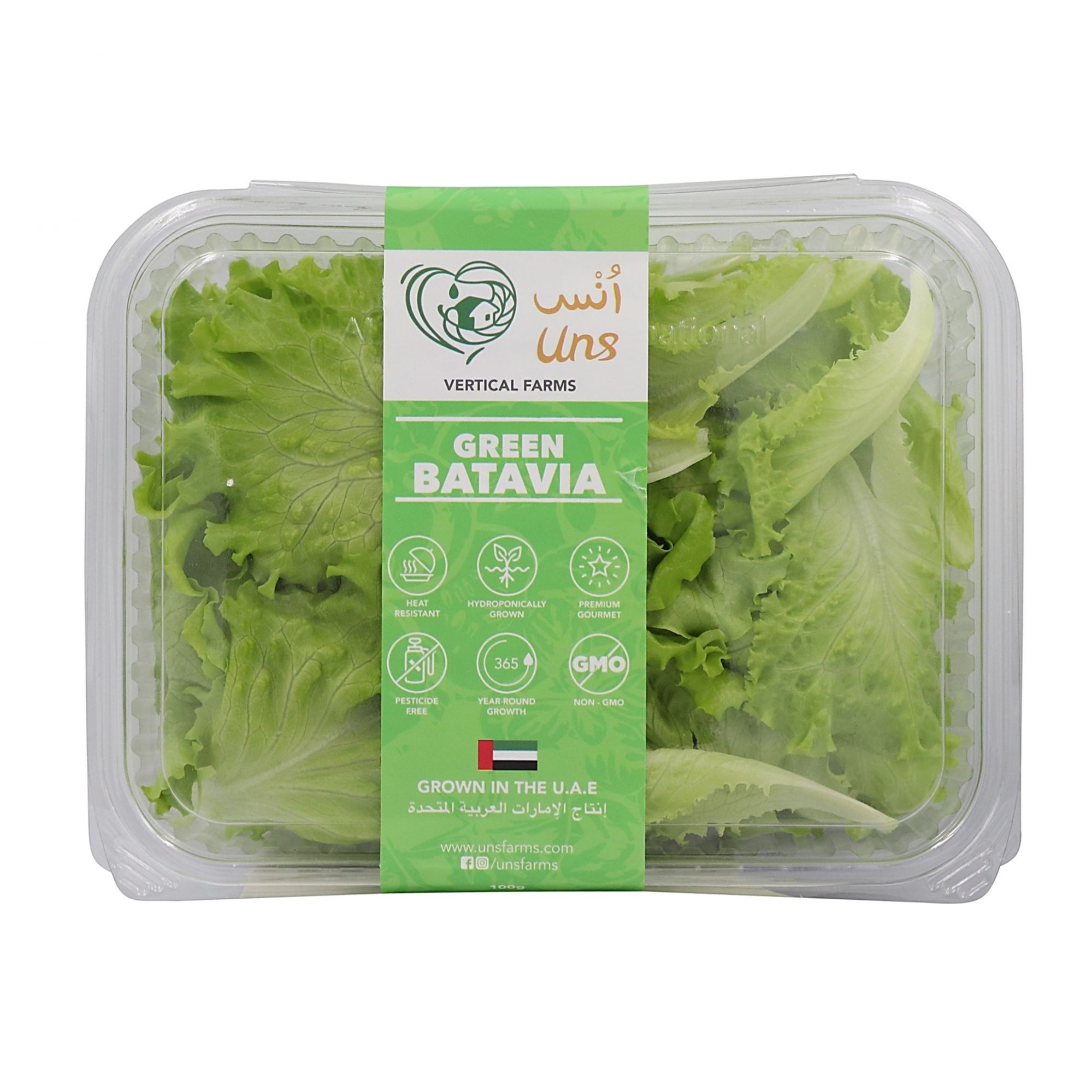 Green Batavia Lettuce 100gm , Pack of - 3 by Rootz Organics
