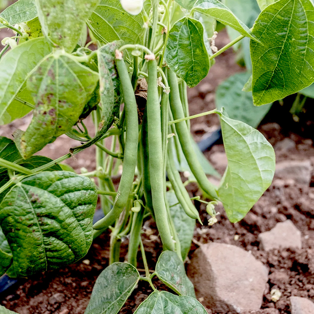Green Beans 500g