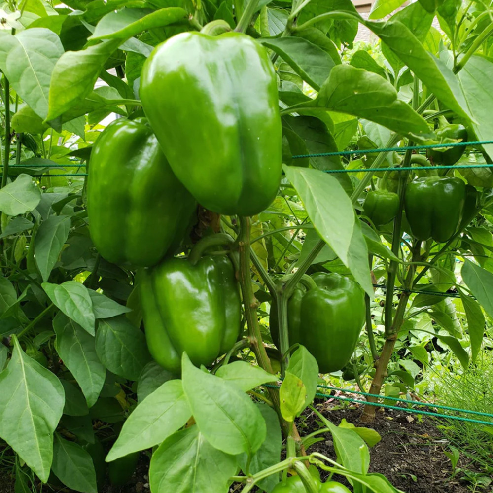 Green Capsicum 500g