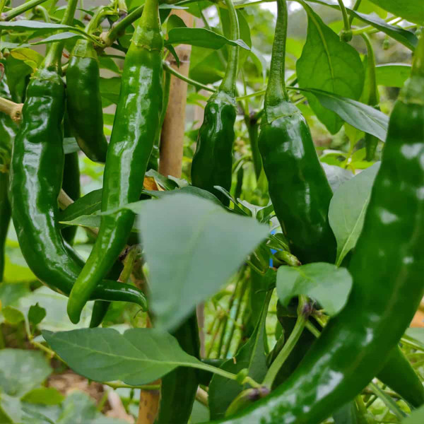 Image of Chilli Green 250 gm
