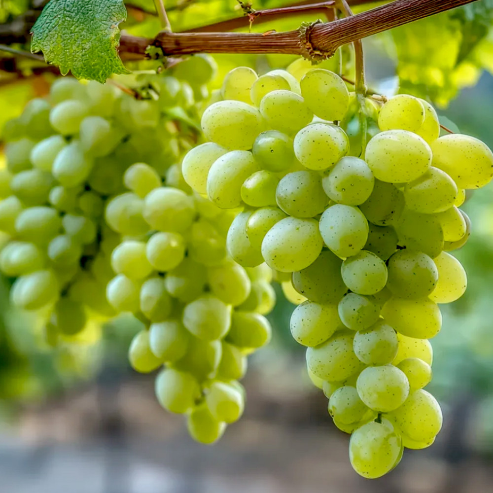 Organic Green Grapes 500g | Fresh Organic Grapes