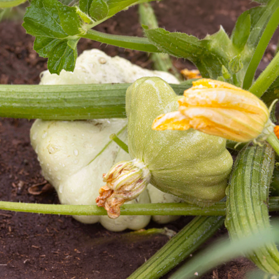 Rootz Organics Green Patty Pan Squash 200g — Baby Scallop Squash, Air-Flown from South Africa