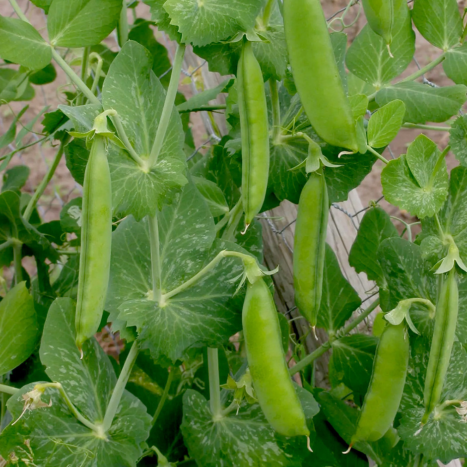 Green Peas 500g