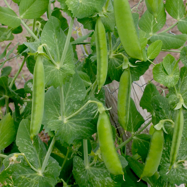 Image of Green Peas 500g
