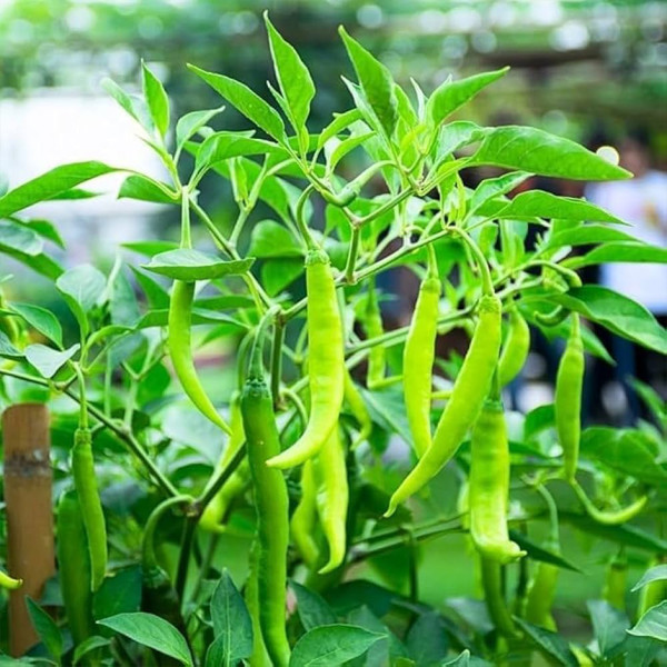 Image of Green Pepper Long 500g