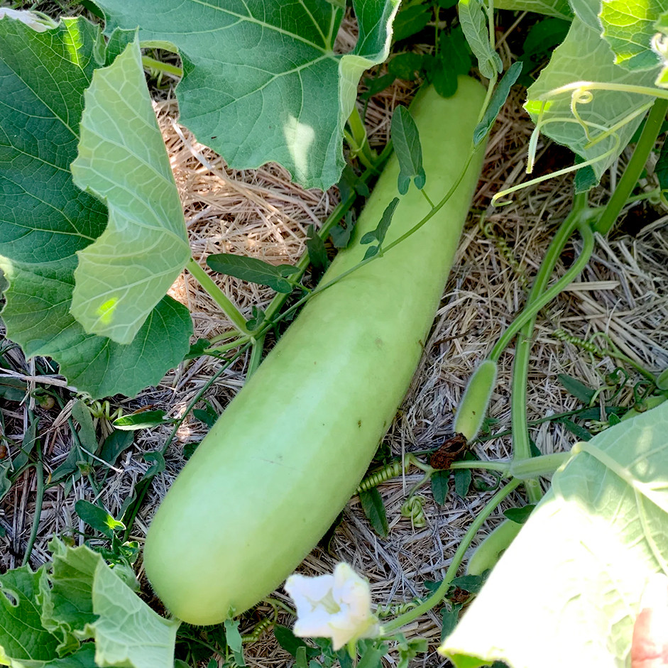 Green Pumpkin - 500gm