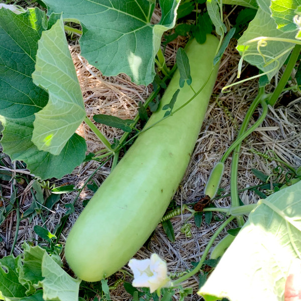 Image of Green Pumpkin - 500gm