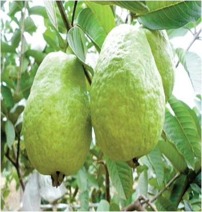 Rootz Organics Organic Guava (Fresh) 500g | Certified Organic Guava | Sweet & Vitamin C Rich