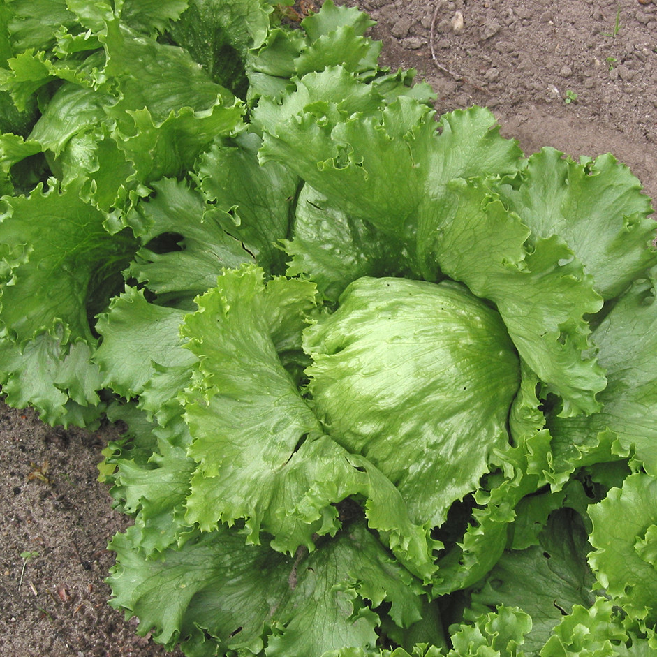 Iceberg lettuce- 1KG