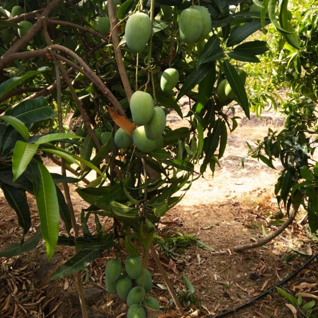 Premium Natural Alphonso Mangoes - (Box of 12)