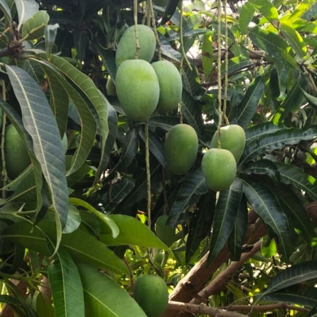 Premium Natural Alphonso Mangoes - (Box of 12)