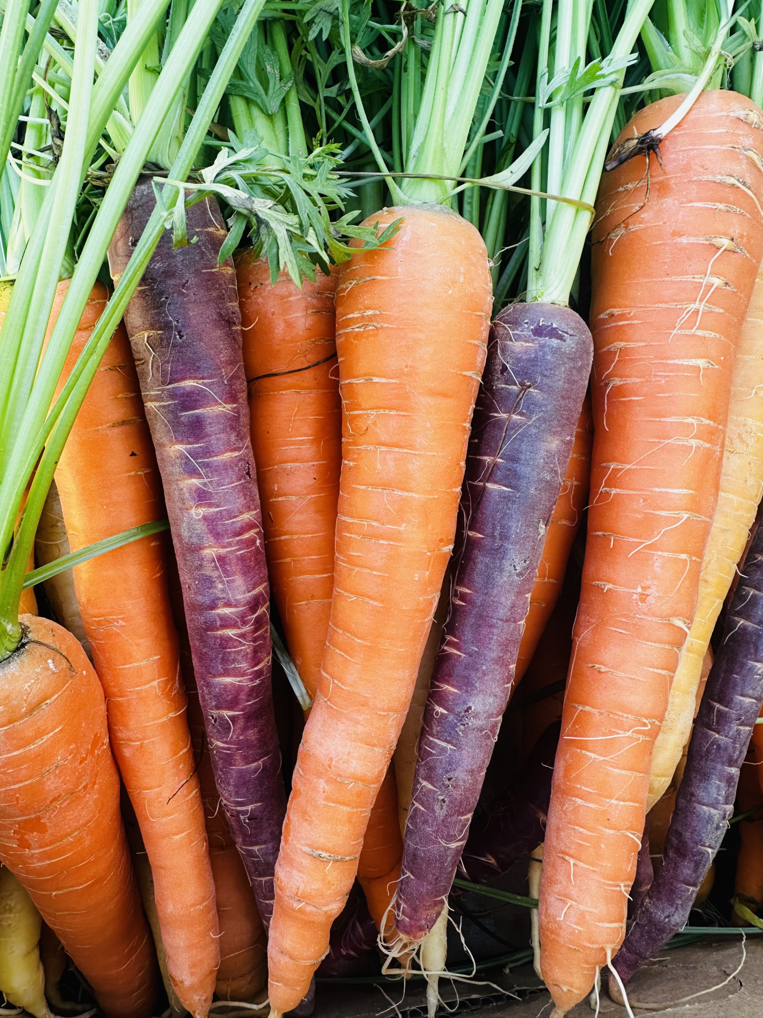 RAINBOW CARROT 500gm (locally grown) without leaves
