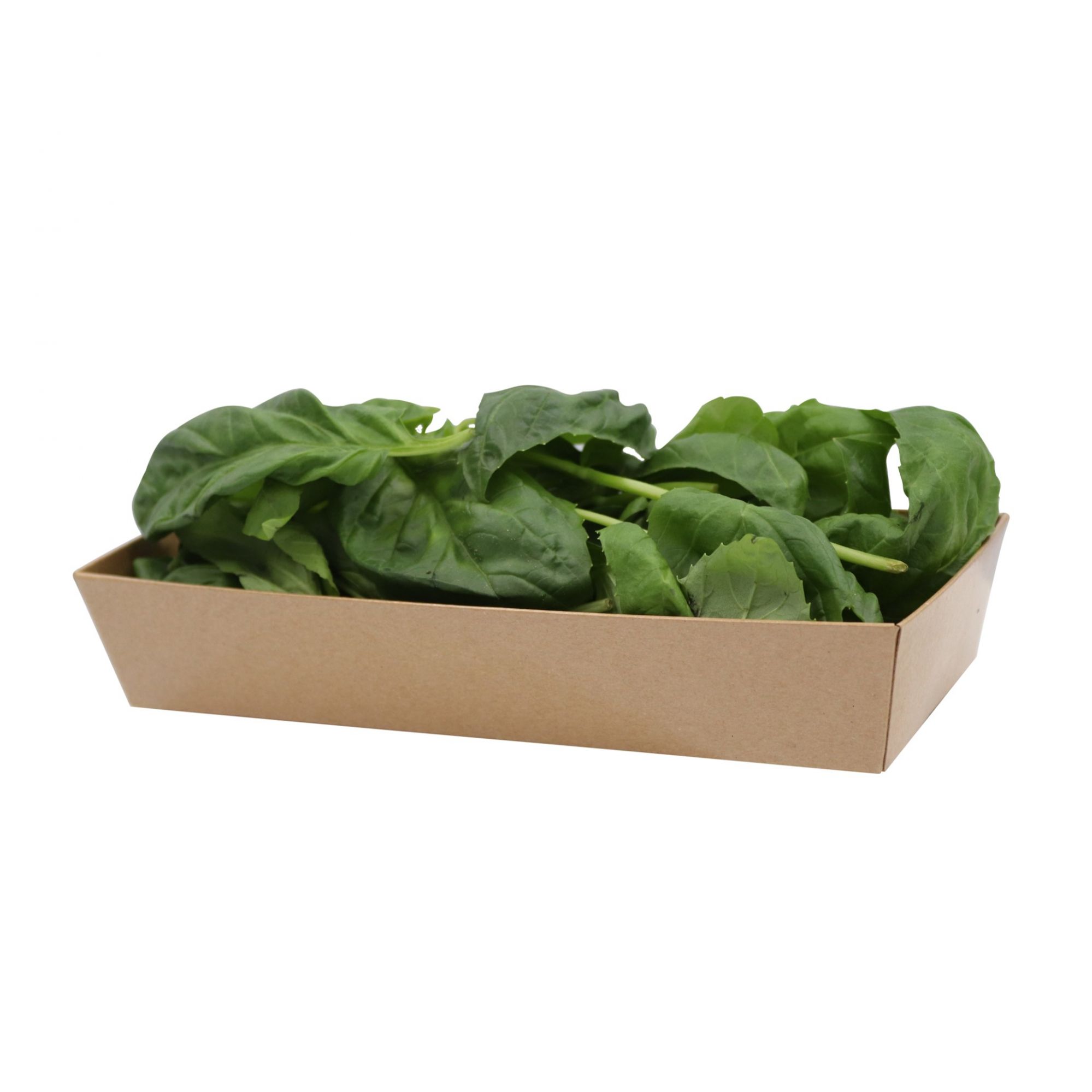 Italian Basil 50gm ,Pack of - 3 by Rootz Organics