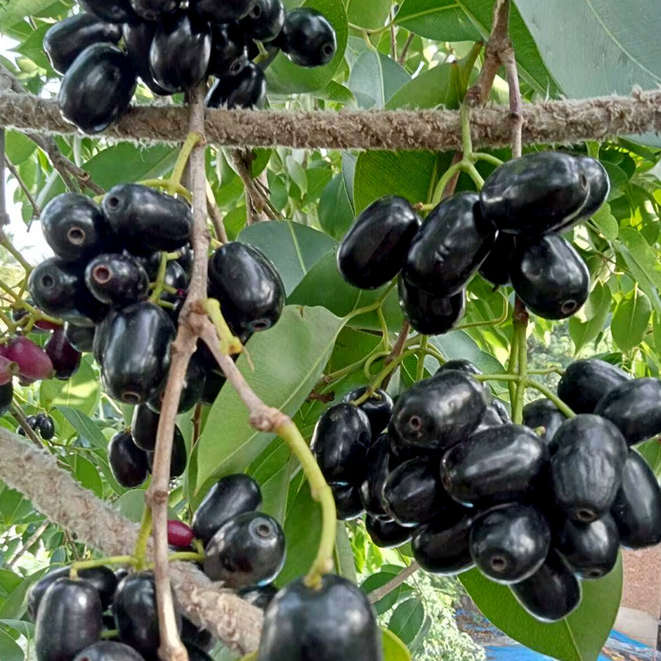 Fresh Jamun (Indian Blackberry) 250g – Antioxidant Rich Seasonal Fruit UAE