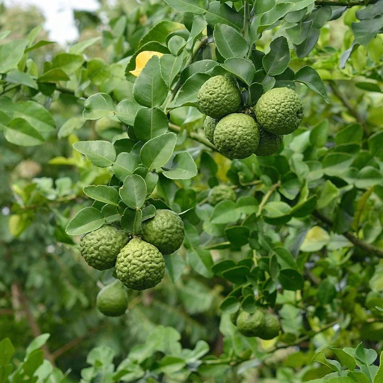 Rootz Organics Kaffir Lime / Makrut Lime 250g — Thailand · The Soul of Thai Curry