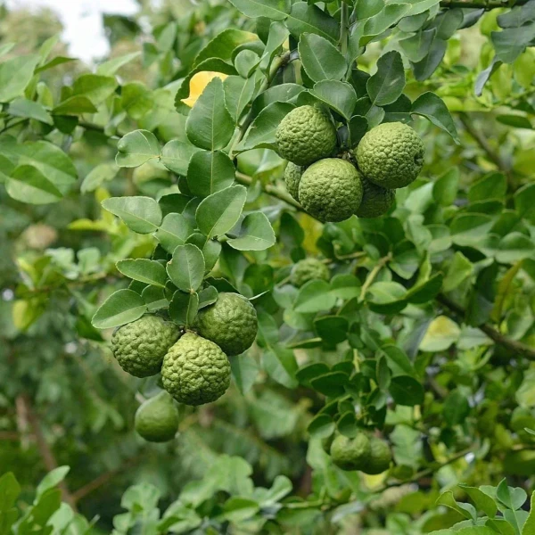 Image of Rootz Organics Kaffir Lime / Makrut Lime 250g — Thailand · The Soul of Thai Curry