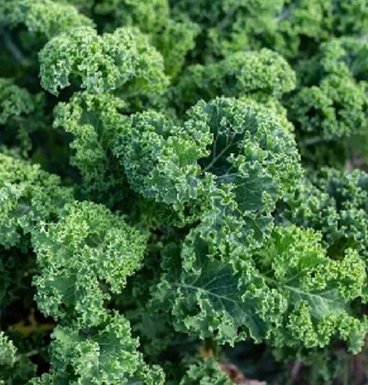 Curly Kale (eco-pack)- 125gm pack (eco-pack)