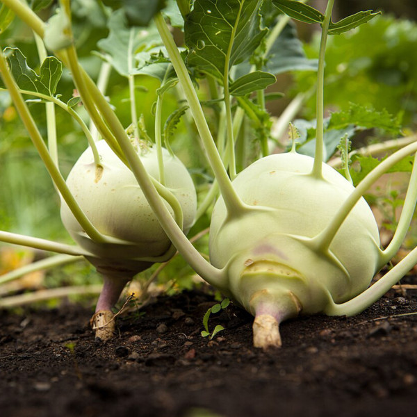Image of Kohlrabi — Ganth Gobhi | Noolkol | The Cruciferous Vitamin C Giant | 4–5 pcs