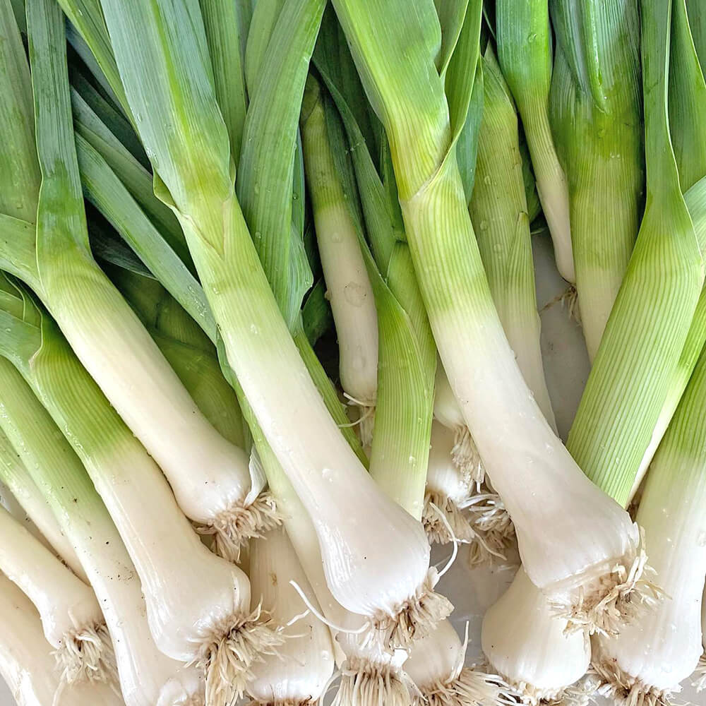 Organic Fresh Leeks 500g – Premium Farm Fresh Leeks | Mild Sweet Onion Flavor
