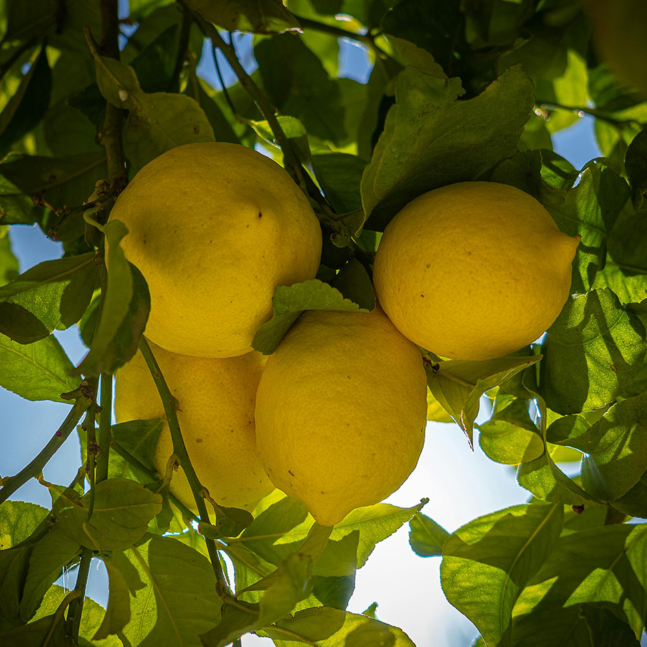 3kg Lemon