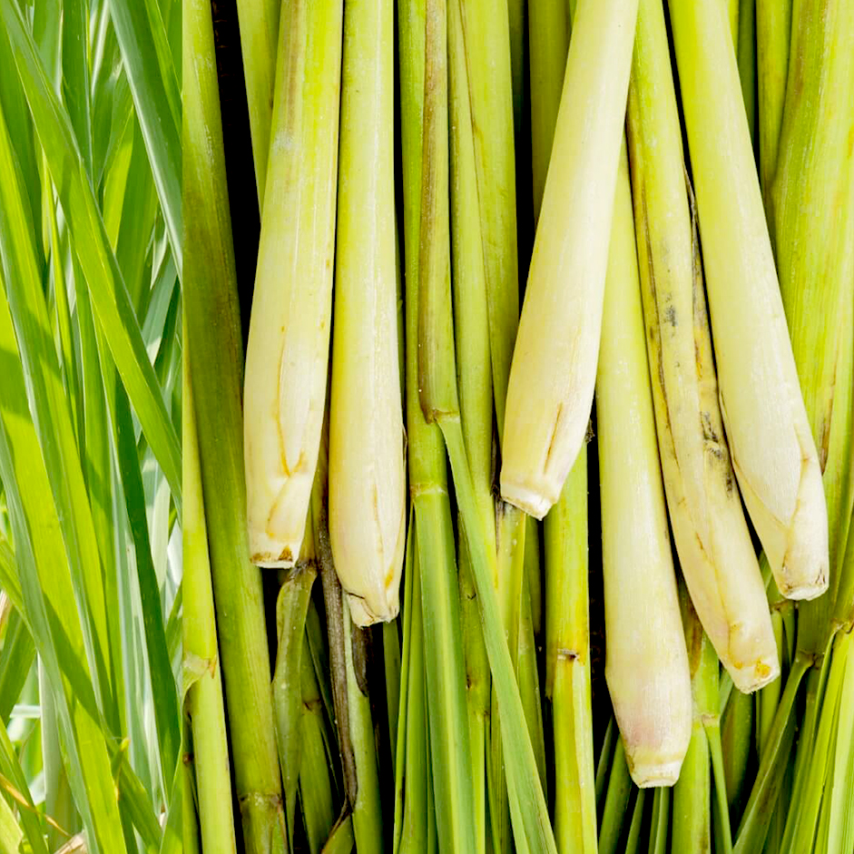 Rootz Organics Lemongrass 100g — Fresh Aromatic Lemongrass Stalks, Air-Flown from India