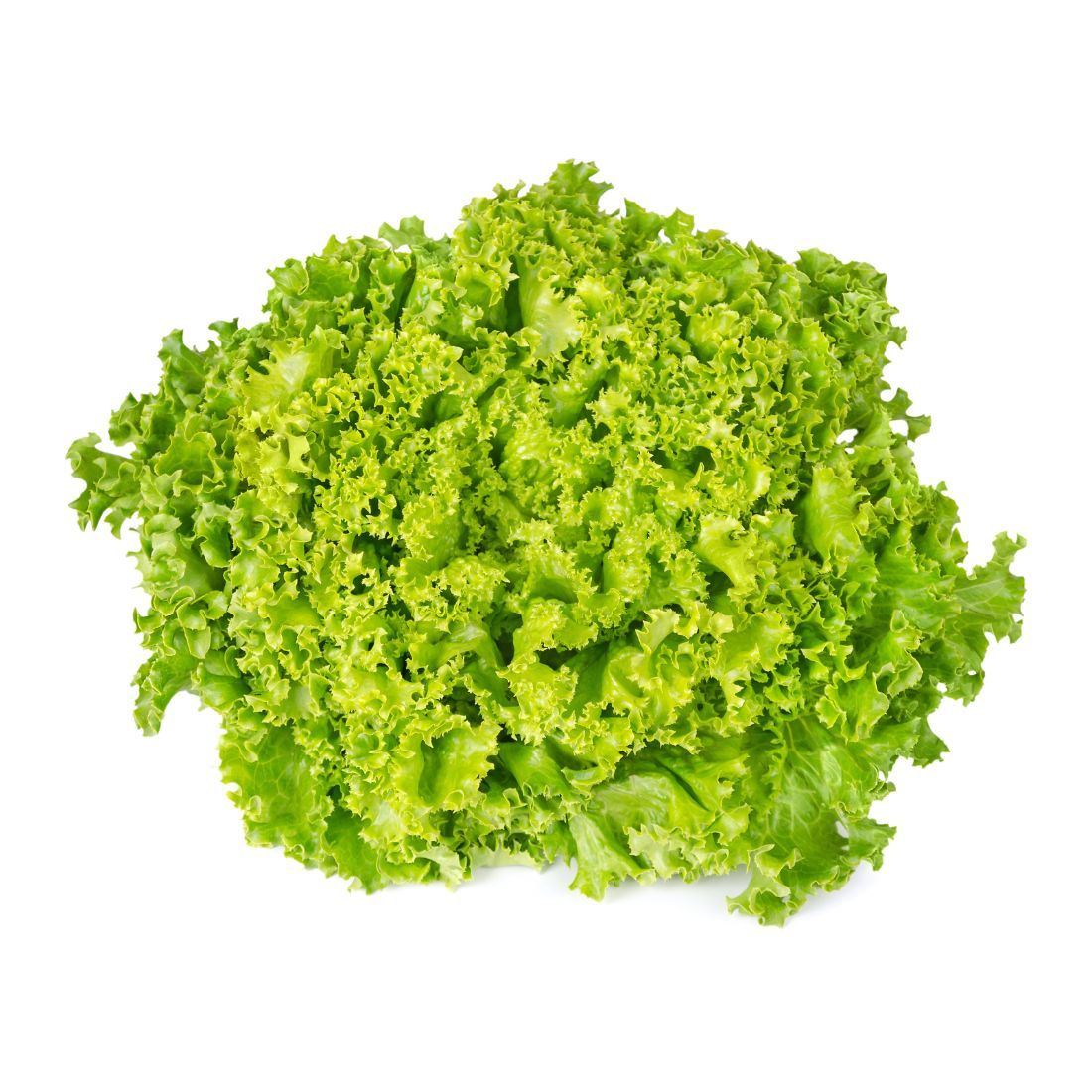 LOLLO BIONDA LETTUCE - PER HEAD