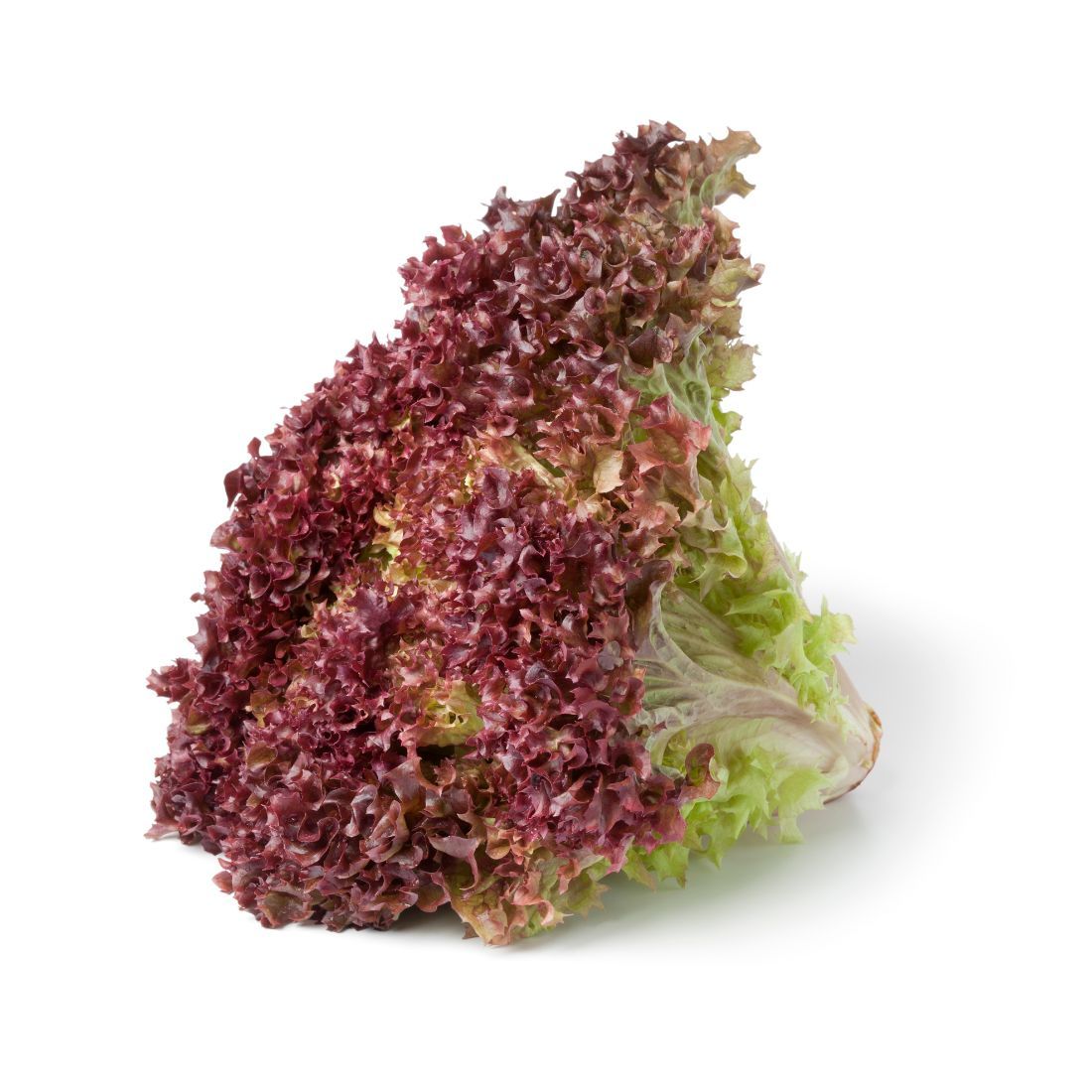 LOLLO ROSSO LETTUCE - PER HEAD