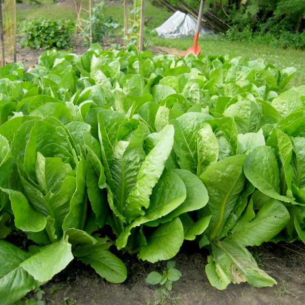 Image of Lettuce Romain 1kg