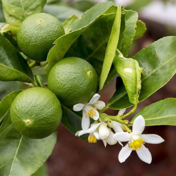 Image of Organic Lime 500g