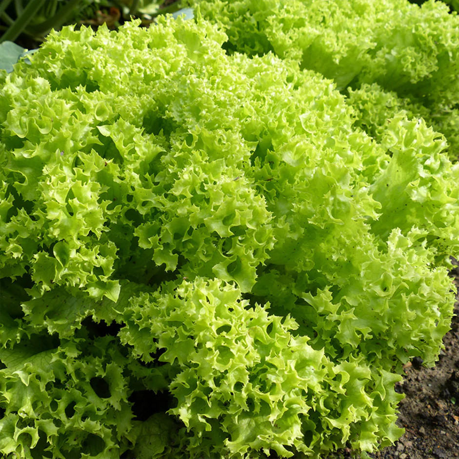 LOLLO BIONDA LETTUCE - PER HEAD