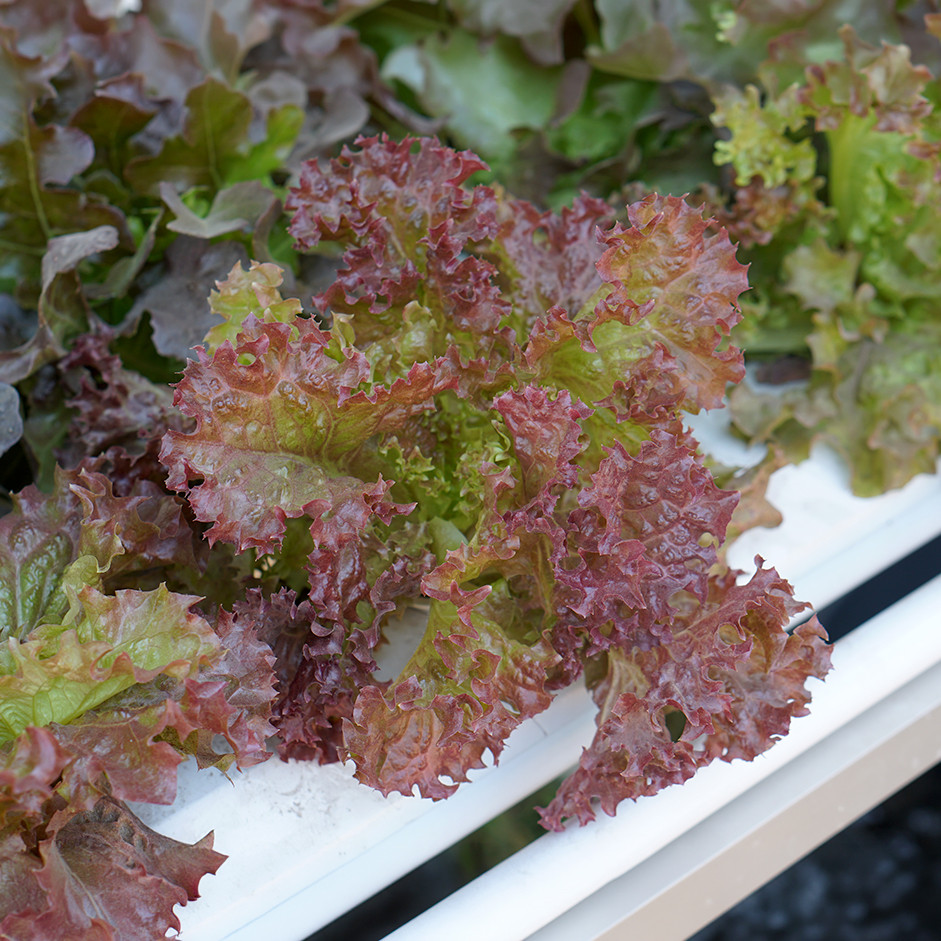 LOLLO ROSSO LETTUCE - PER HEAD