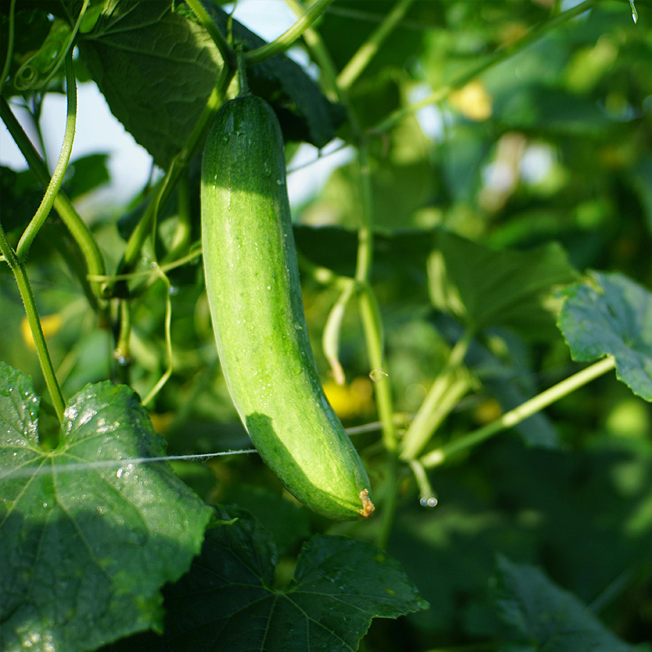 LONG CUCUMBER - 500gm