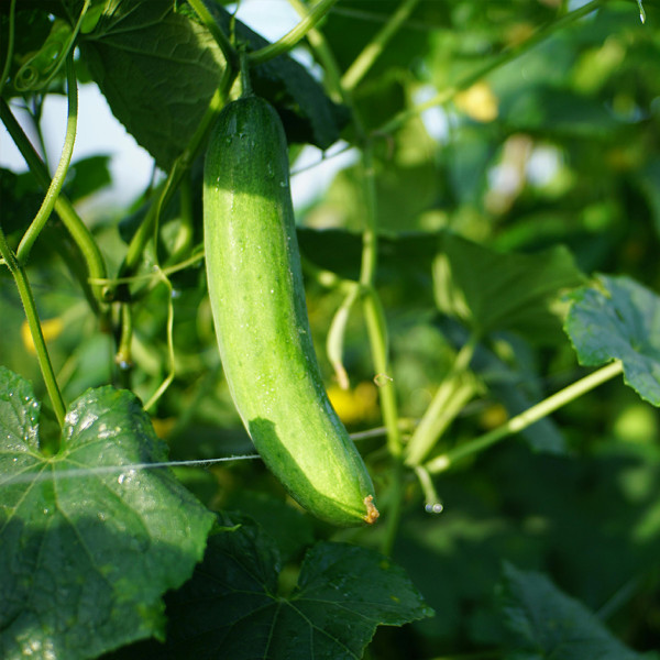 Image of LONG CUCUMBER - 500gm