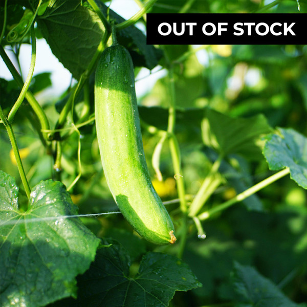 Image of LONG CUCUMBER - 500gm