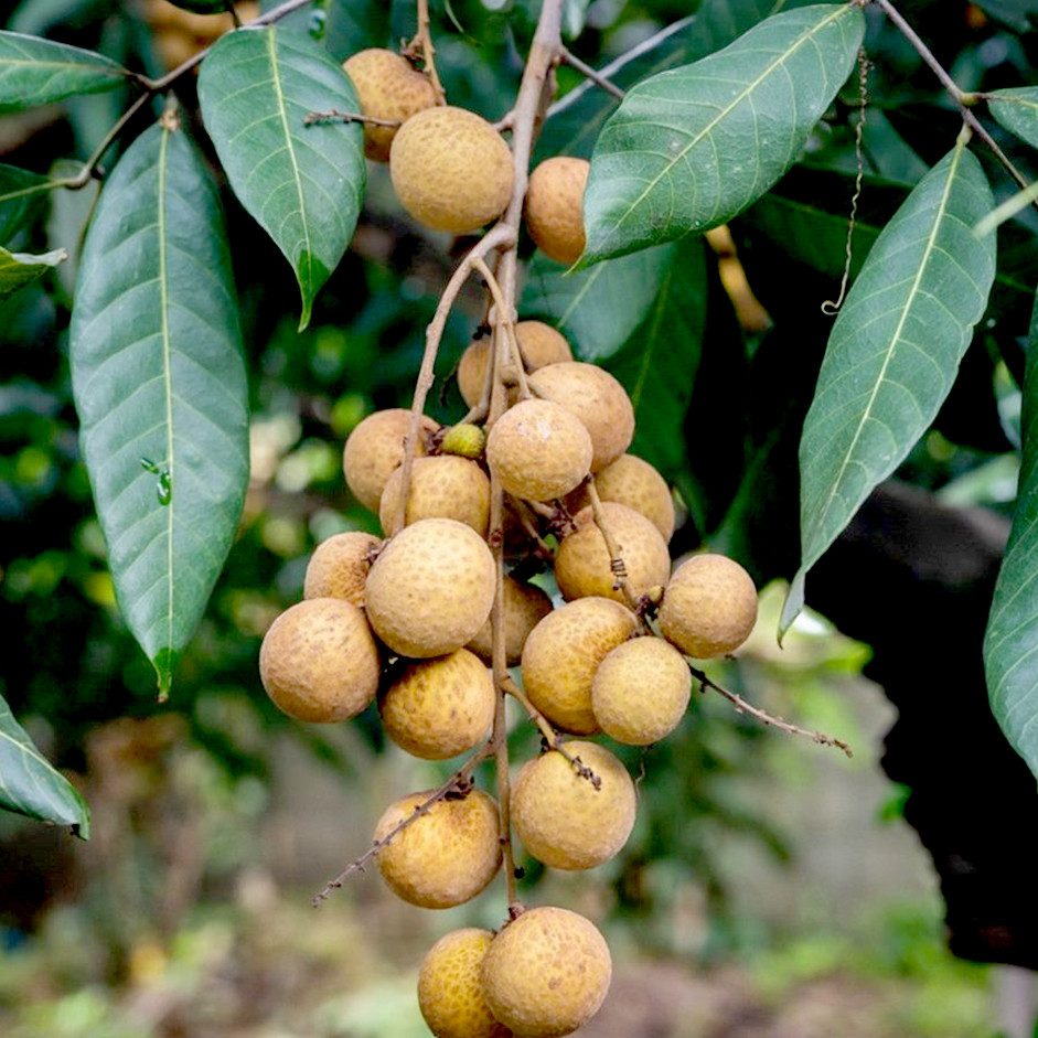 Longan 500g