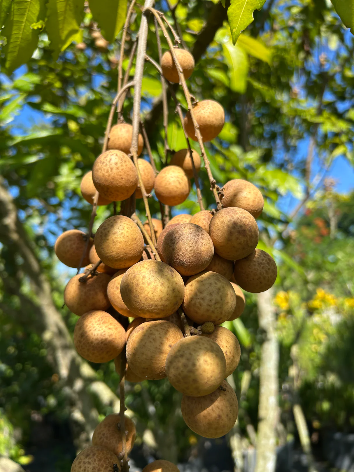 Longan 500g