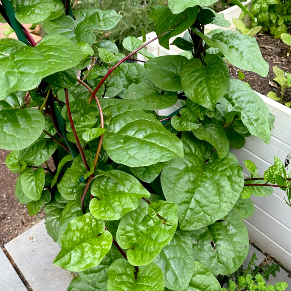 Image of Organic Malabar Spinach 100g | Rootz Organics