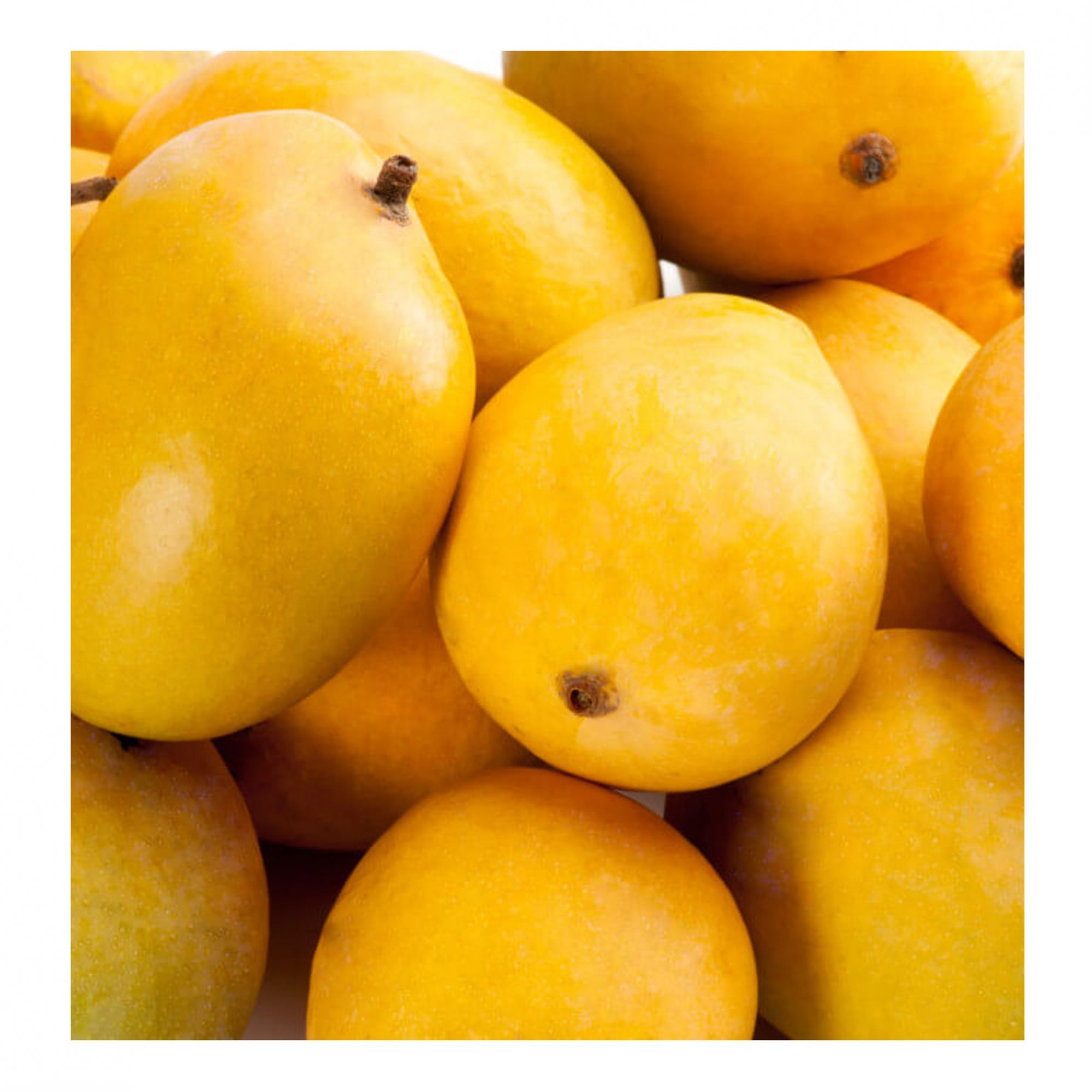 Premium Natural Alphonso Mangoes - (Box of 12)