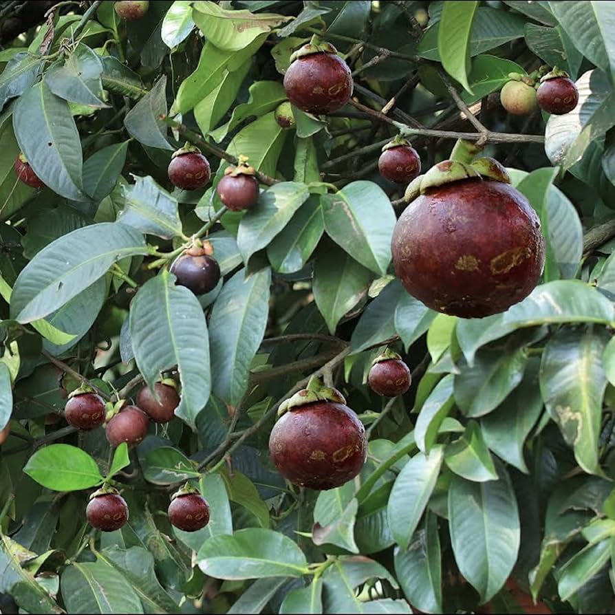 Mangosteen 500g