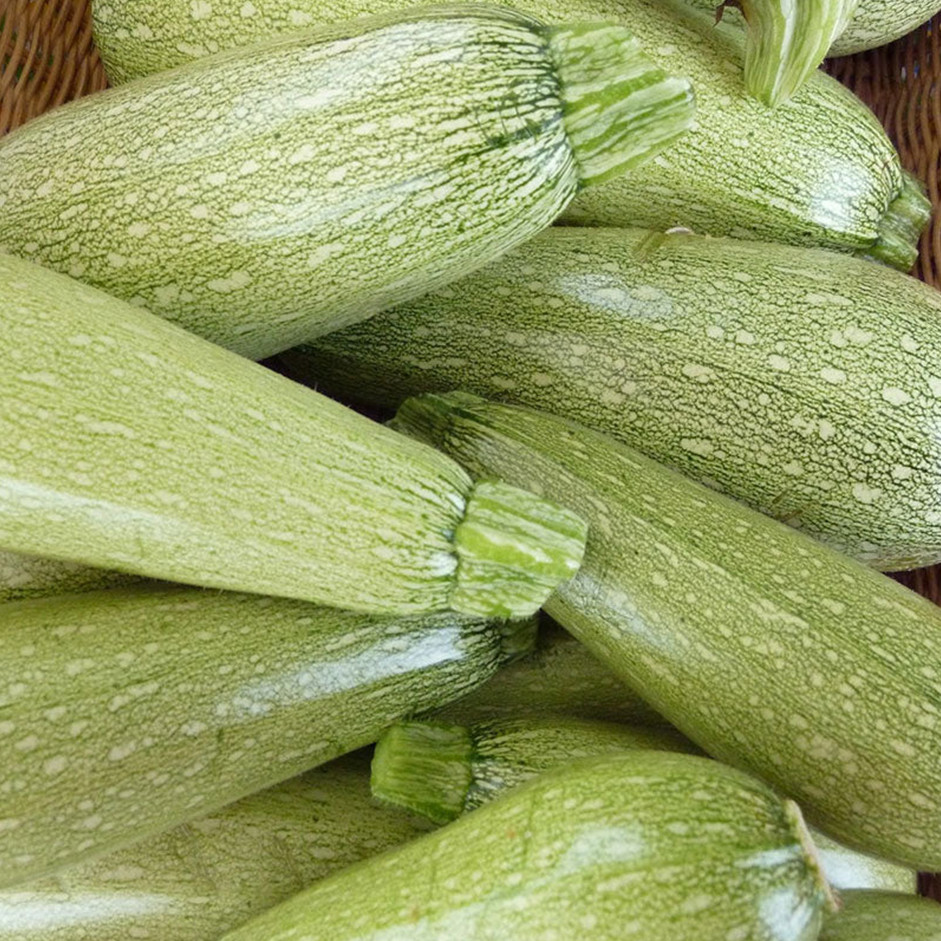 Marrow (Koosa) 500g