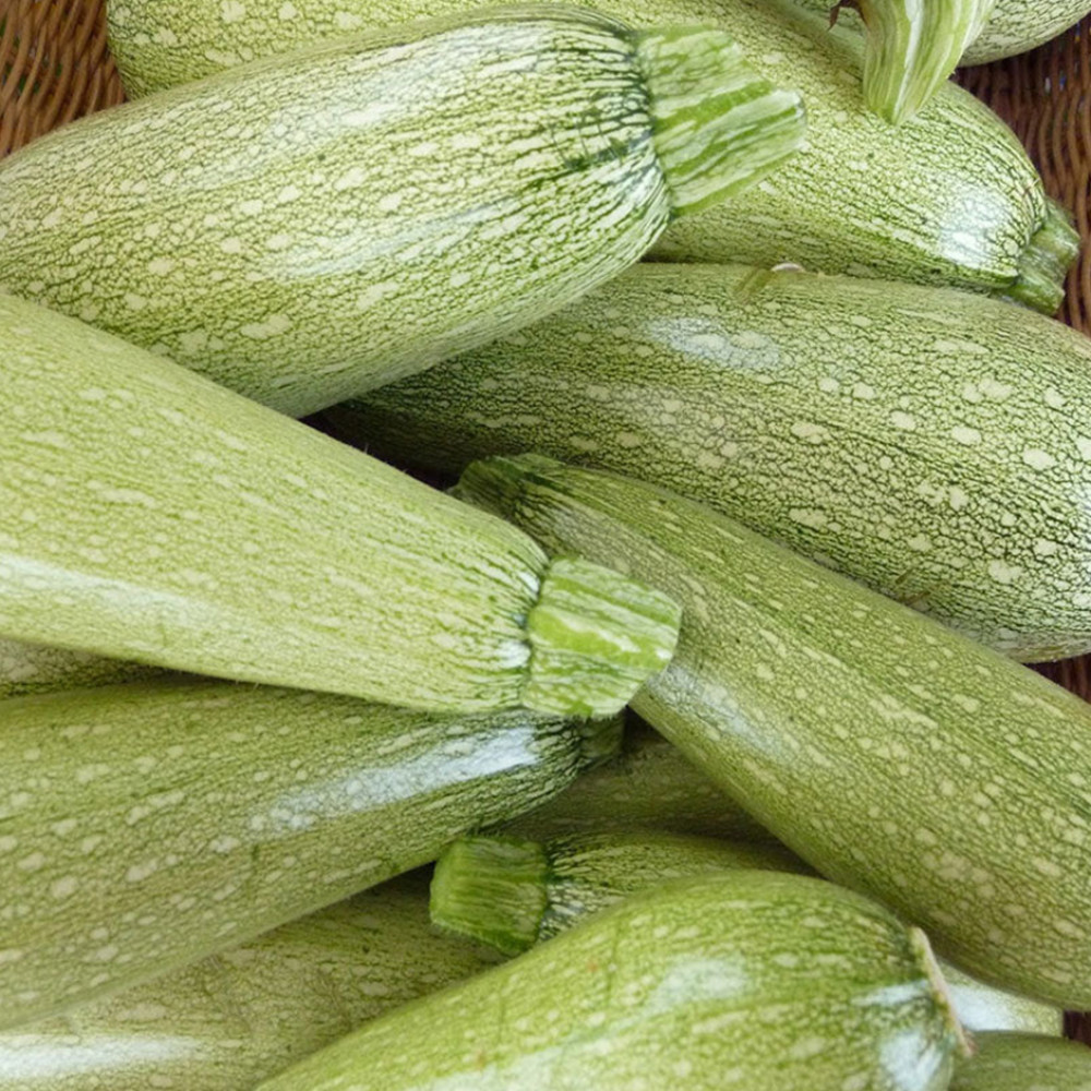 Marrow (Koosa) 500g
