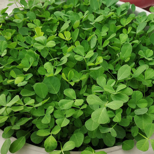 Image of Methi (Fenugreek) 100g  by Rootz Organics