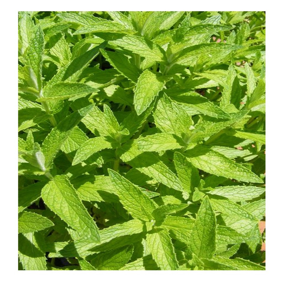 Organic Fresh Wild Mint 100g | Rootz Organics