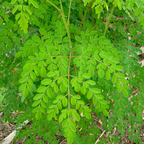 Image of Moringa Leaves 250gm