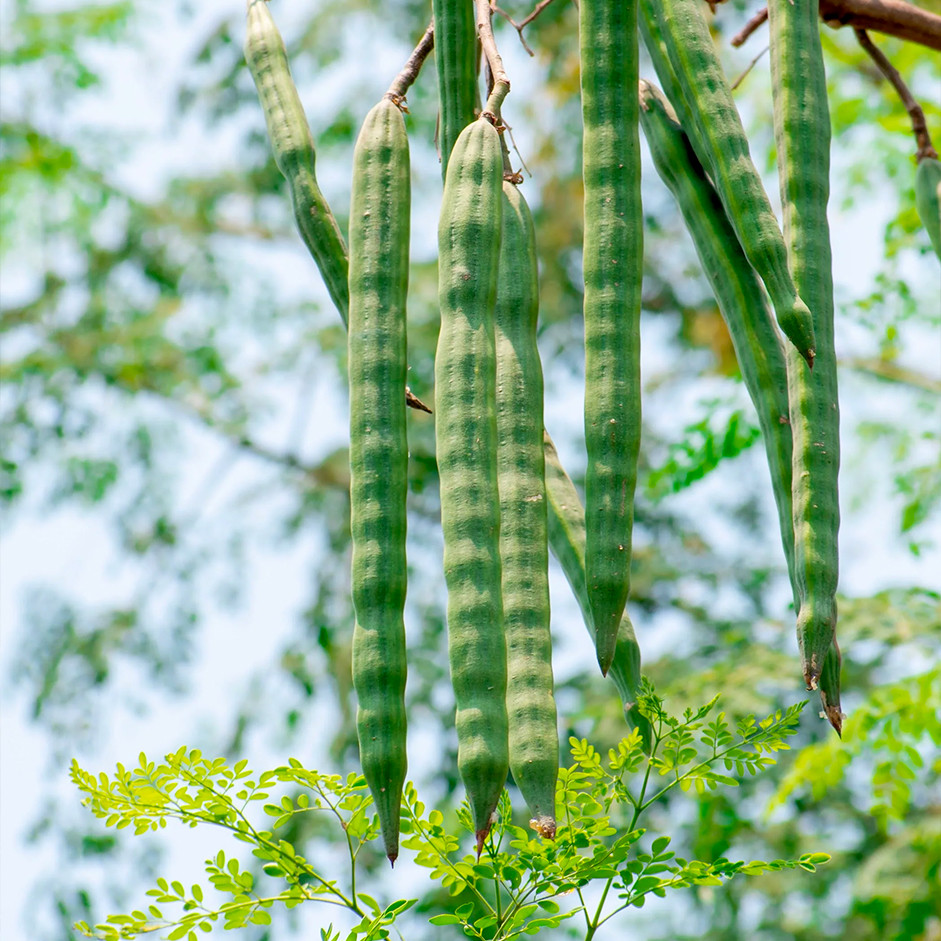 Moringa Sticks  250gm