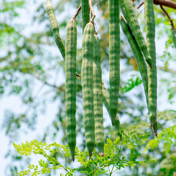 Image of Moringa Sticks  250gm