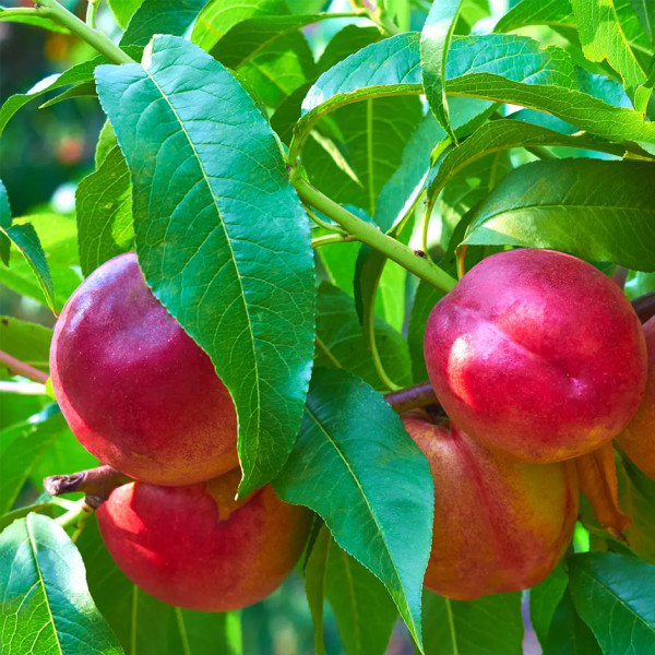 Image of Fresh Nectarines — Family Pack | 13–15 Fruit per Packet