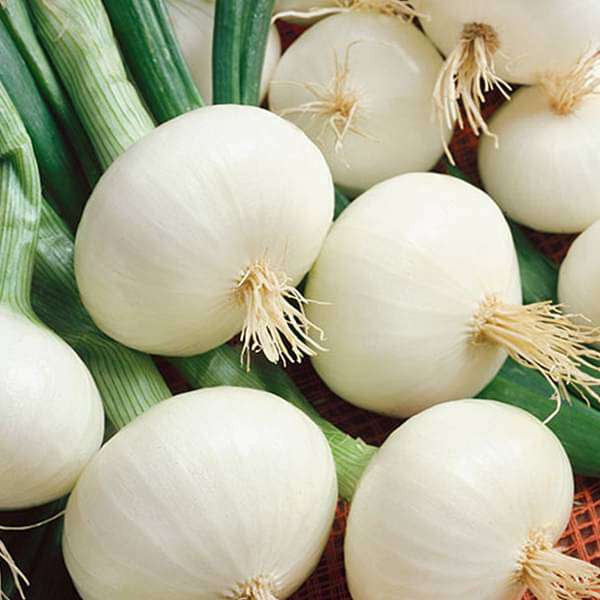 Onion White 500gm