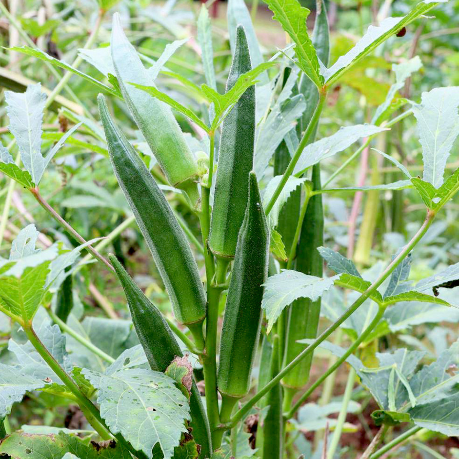 Okra 500g